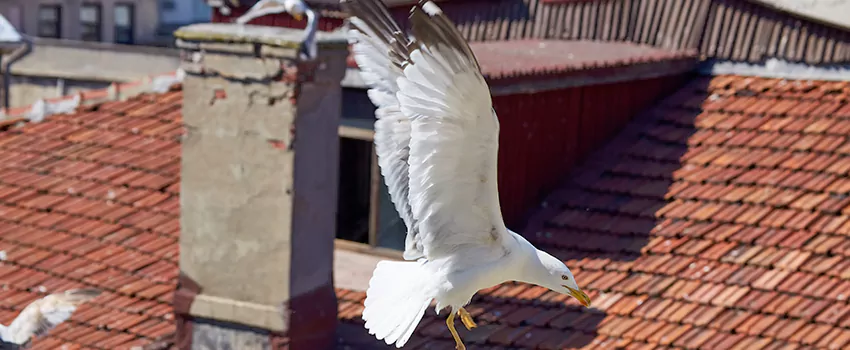 Residential Chimney Animal Removal Solution in Spartanburg, SC