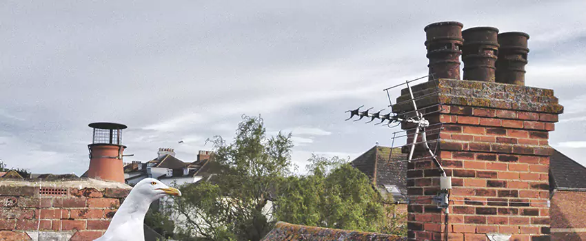 Chimney Cleaning And Restoration in Spartanburg, South Carolina